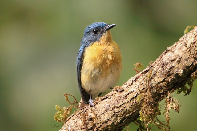 Tickell's Blue flycatcher