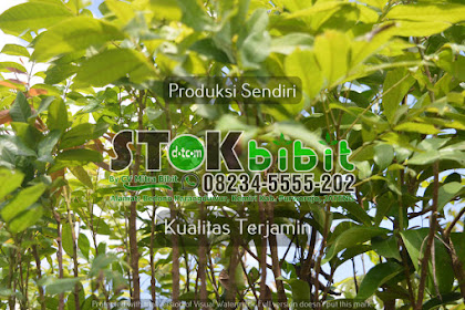 Salam (tumbuhan)                                        tanaman daun salam
