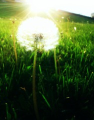 Dandelion_sun