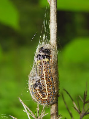 as a caterpillar cocoon