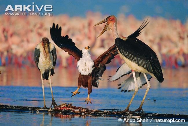 interactions betweeen african birds Marabou stork