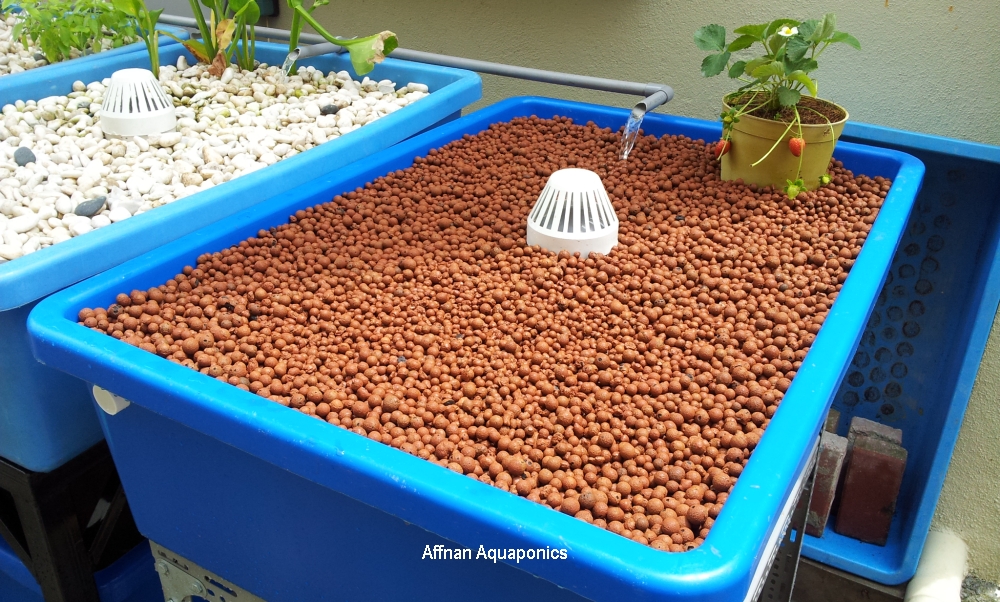 Affnan's Aquaponics: Hydroton Growbed - Part II