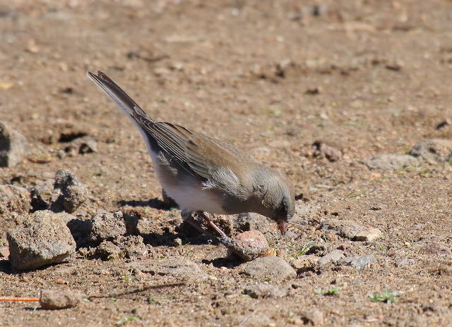 Female Slate-colored Junco