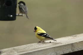 male American Goldfinch, on railing (Chickadee at feeder)