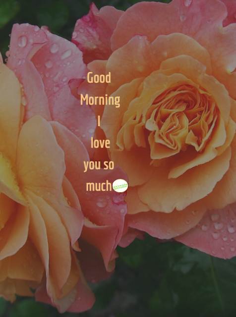 This image is all about good morning baby I love you quotes