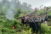 Kapolres Aceh Besar Pimpin Pemusnahan Empat Hektar Ladang Ganja