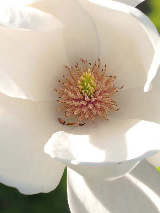 Antwerpen: de Magnoliaroute in het Rivierenhof