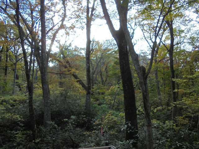 大山森の遊歩道