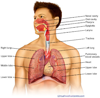 Path of respiration