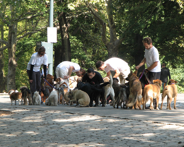 Dog walkers, Central Park West, New York