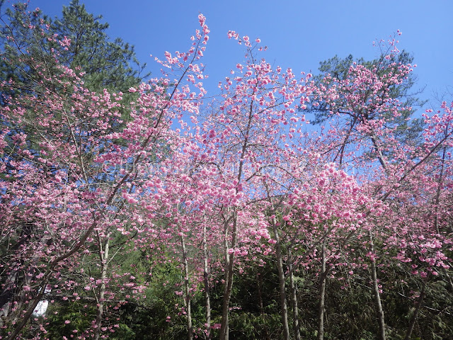 Wuling Farm cherry blossoms