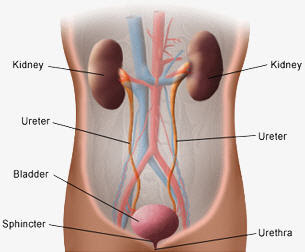 kidney