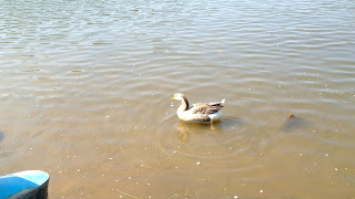 Parque Ecológico do Tietê