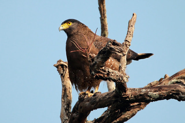 Crested serpent Eagle