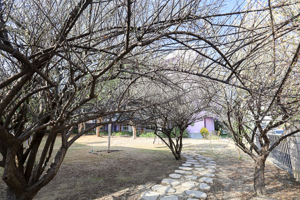 台中北區雙十國中梅花林，校園裡面居然也有梅園，平地賞梅好選擇