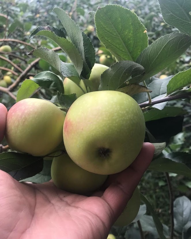 bibit tanaman buah apel hijau yang bagus denpasar Jawa Barat