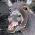 Funny Donkey