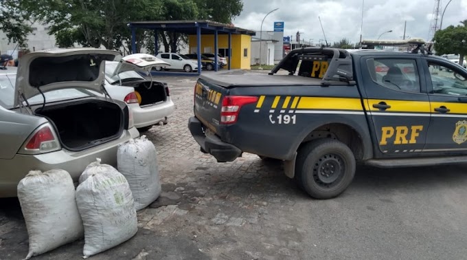 PRF apreende 60 kg de maconha em porta-malas de carro que saiu de Jeremoabo-BA