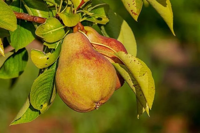 Allah Almighty has created many kinds of fruits for us and has placed innumerable physical benefits for us in each fruit, so we should consume more fruits in addition to our daily diet. Pear is a fruit full of nutrients.