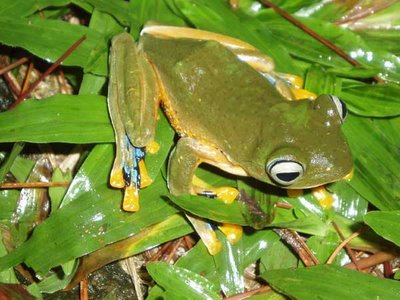 Mengapa Katak  Pohon Berubah Warna