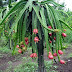 BUAH NAGA ( Hylocereus undatus  )