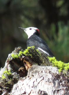 White-headed Woodpecker