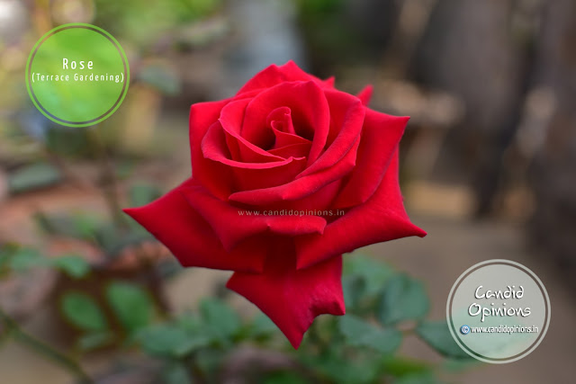 Red Rose On Our Terrace Garden