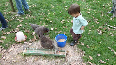 Feeding chickens on holiday