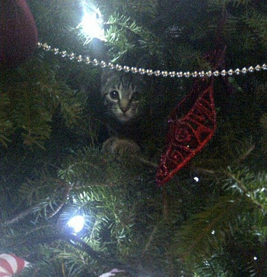 chat, décoration de Noël, arbre de Noël