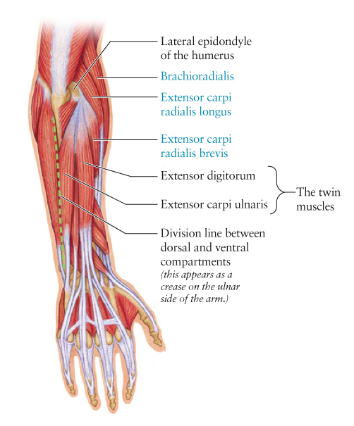 The Dorsal Forearm, Part 3: The Final Chapter-4.bp.blogspot.com