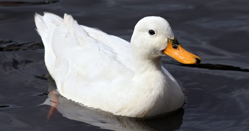 Gambar Bebek Lucu dan Keren Lucu dan Keren