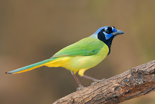 Green jay