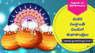 Over flowing pongal pots Sankranti festival Wishes in Telugu