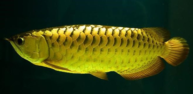 Ikan Arwana Cross Back Golden