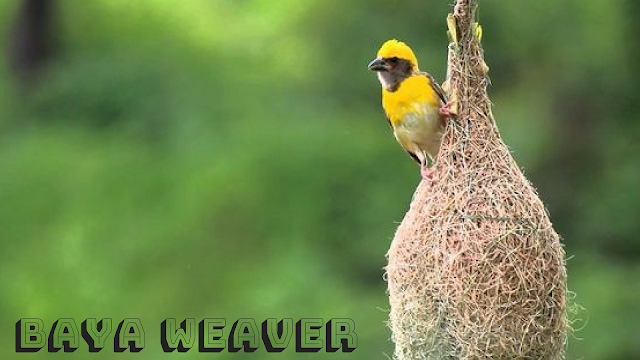 Baya weaver