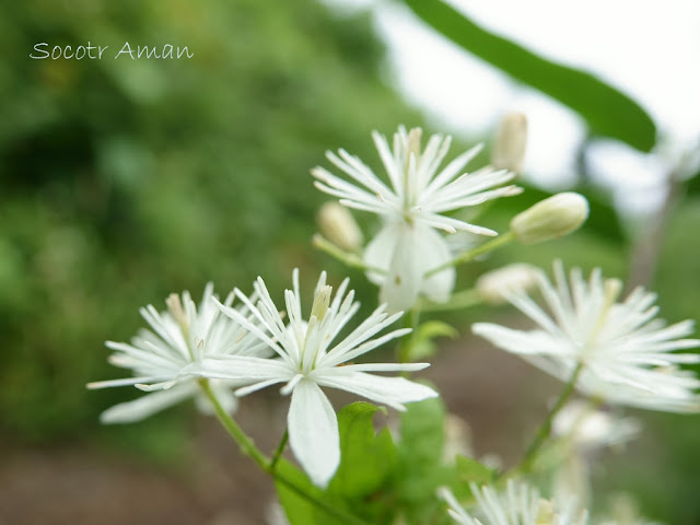 Clematis apiifolia 