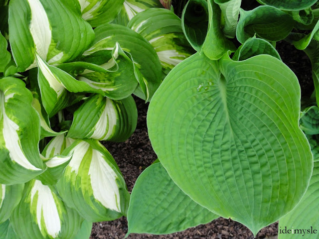 hosta, jadalne rośliny ogrodowe, ozdobne rośliny jadalne