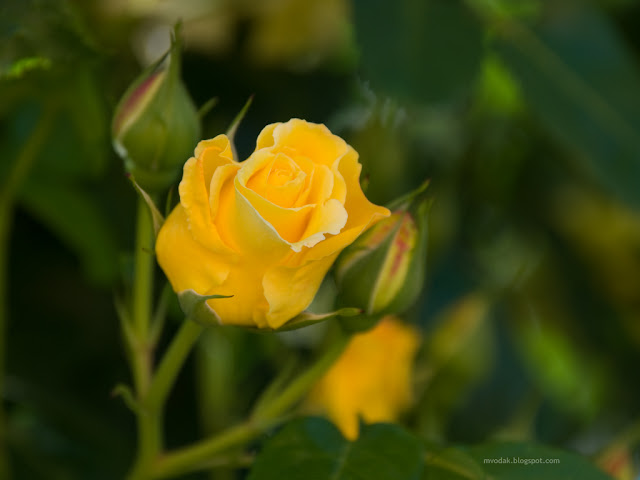 Yellow Roses