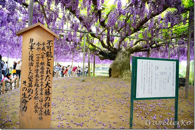 在最美的季節遇見足利紫籐花卉公園：門票交通攻略實況(下)18