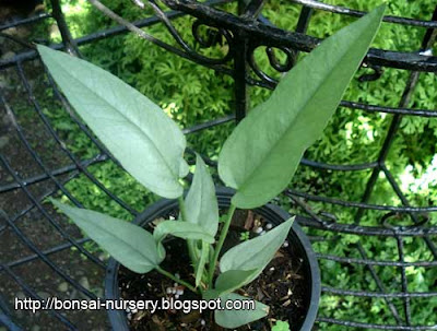 Anthurium Keris Silver