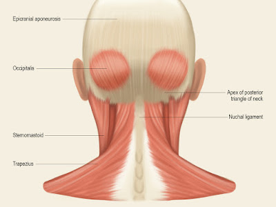 √画像をダウンロード back of head muscle anatomy 531378-Back of skull muscle anatomy