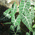 Alocasia Micholitziana "Frydek" (Kuping Gajah) Alokasia Frydek Si Hijau dengan tulang daun Putih yang tegas 