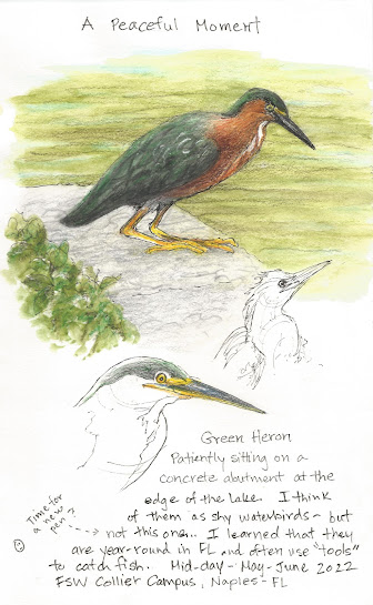 Green heron