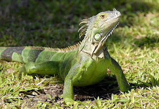 iguana