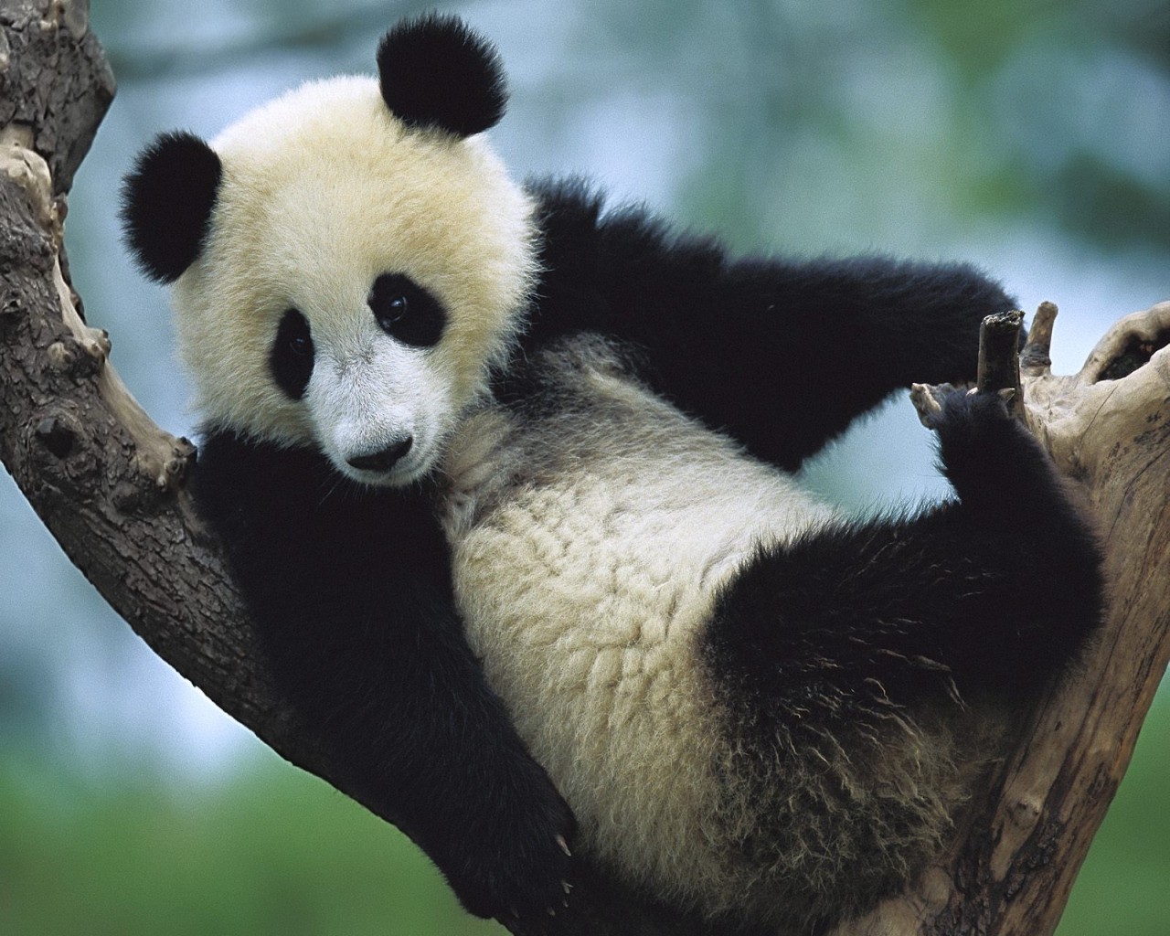 Funny panda wallpaper widescreen Funny Animal