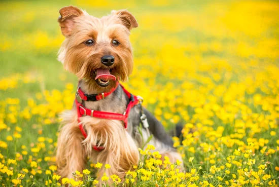 Yorkshire Terrier | Top 10 Cutest Small Dog Breeds