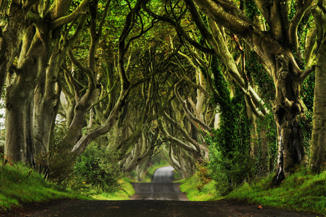 The Dark Hedges