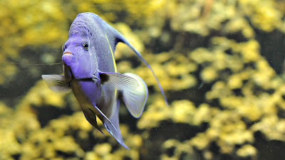 blue fish hd desktop background wallpaper