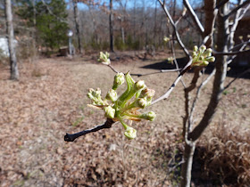 chmusings: Bradford pear about to bloom