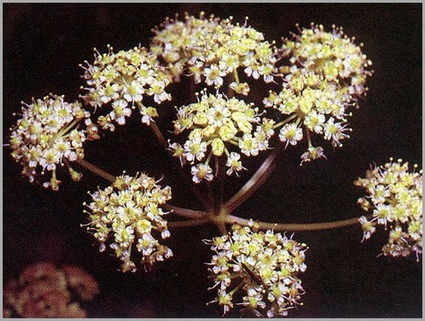 water hemlock